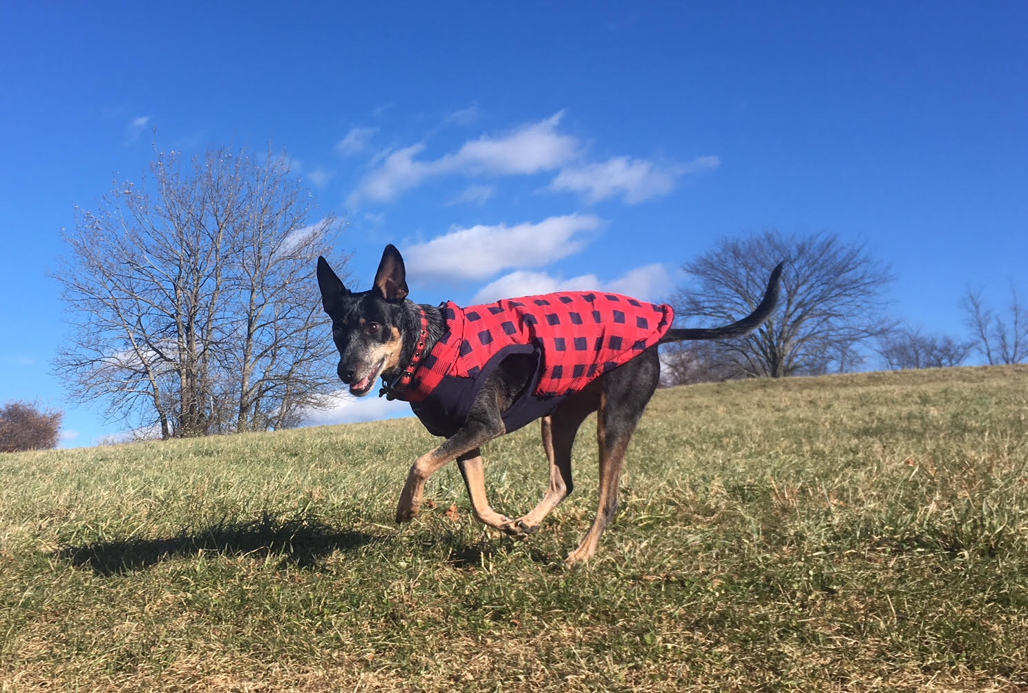 The Perfect Dog Coat Fit - Ruffin Wranglers